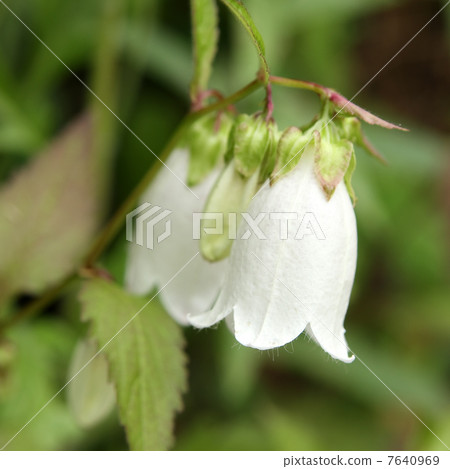 螢火蟲刷 7640969