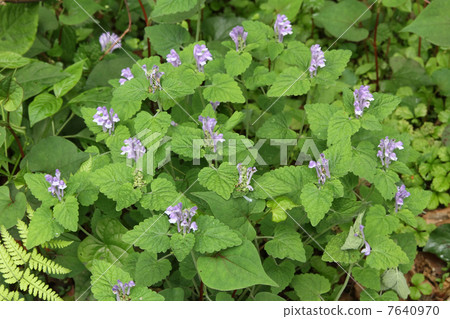 黃芩 黃芩 7640970