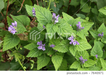 黃芩 黃芩 7640971