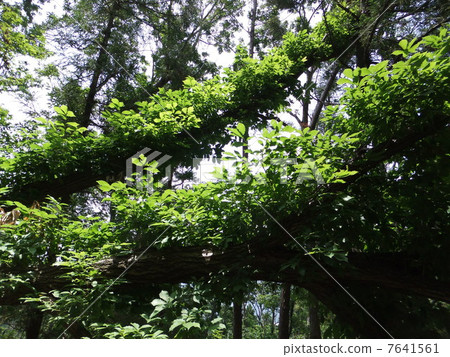 Green of fallen tree Green of fallen tree 7641561