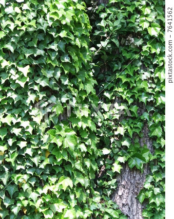 Ivy Ivy 7641562