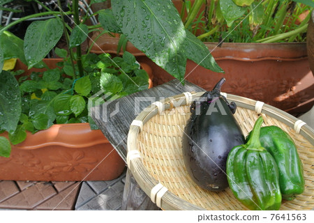 Vegetables Vegetables 7641563