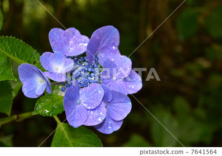 hydrangea hydrangea 7641564