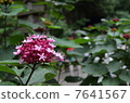 繡球 7641567