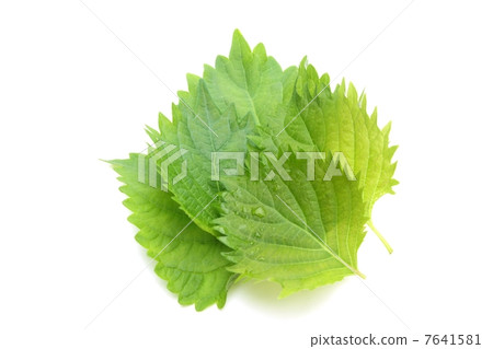 大葉子 大葉子 7641581