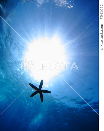 Sunlight and starfish silhouette 7641652