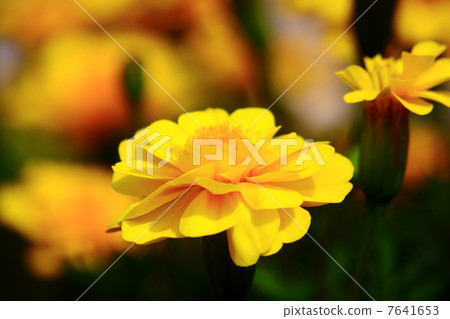 French marigold 7641653