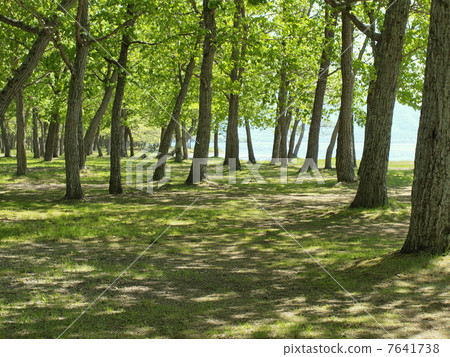 Kussharoko湖沙子營地在初夏 Kussharoko湖沙子營地在初夏 7641738