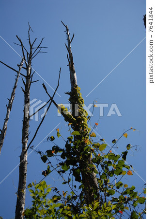 Dead tree Dead tree 7641844