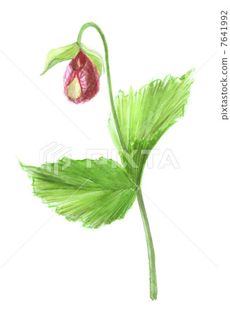 扇脈杓蘭 扇脈杓蘭 7641992