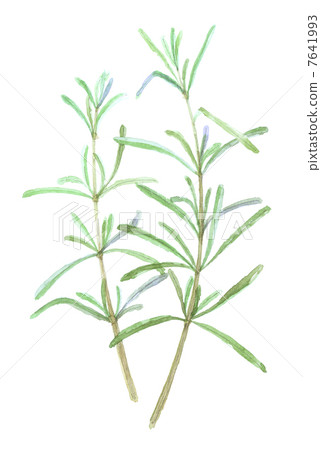 迷迭香 7641993