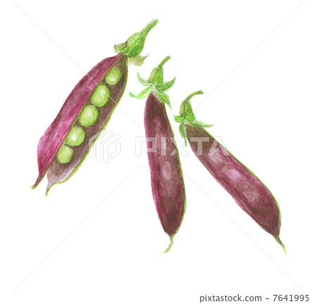 Purple peach tutankhamen beans 7641995