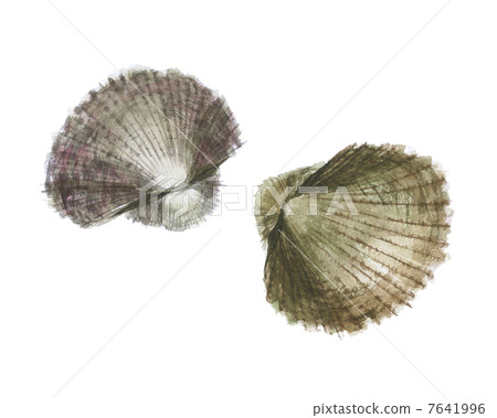 貝類 7641996