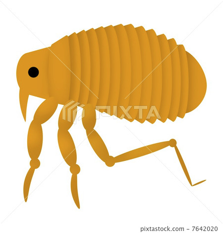 Fleas Fleas 7642020