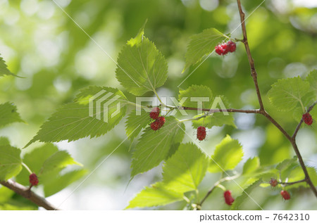Yamaguwa的果實和葉子 7642310