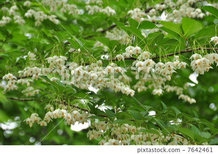 安息香花 安息香花 7642461