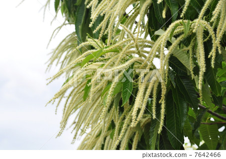 Chestnut flowers Chestnut flowers 7642466