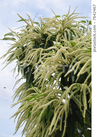 Chestnut flowers Chestnut flowers 7642467
