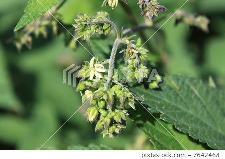 雜種花（雄花） 7642468