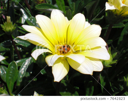 Flower and ladybug Flower and ladybug 7642823