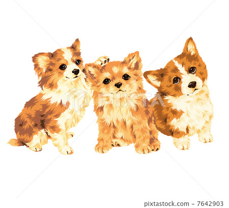 Co - and Chihuahua 7642903