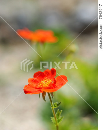 Safflower radish saw flower Safflower radish saw flower 7642947