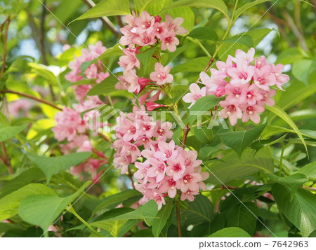 Taniugi's flower 7642963