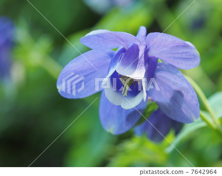 Flower of Aedamaki 7642964