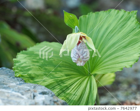 熊花 熊花 7642977