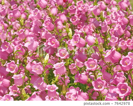 Campanula flowers Campanula flowers 7642978