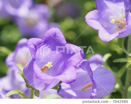 Campanula flowers Campanula flowers 7642980