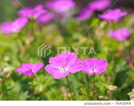 Akebono Flower Flower 7643049