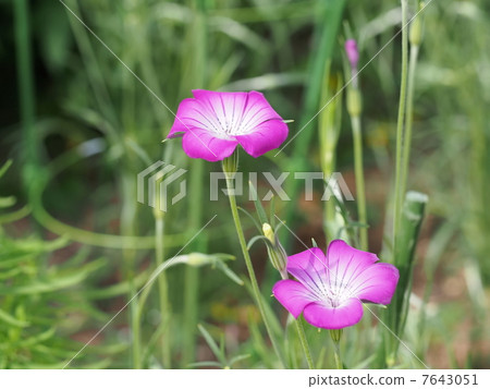 Agrostenma花 7643051