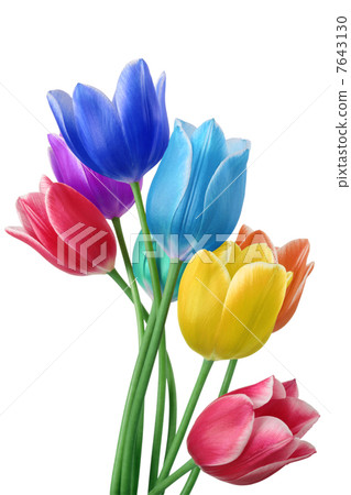 Tulips colored 7643130