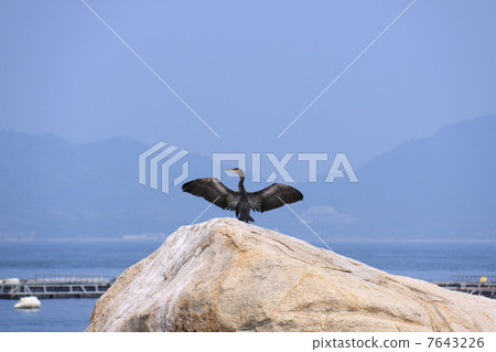 坂出市Sayajima，Saya Port“Umiu”在防波堤的岩石上展開翅膀 7643226