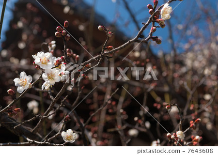 Tohokuin eaves end plum 7643608