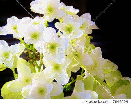 Kashiva繡球花系列（黑背） 7643609