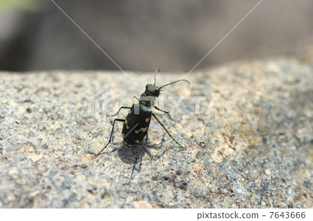 阿伊努韓Mio 阿伊努韓Mio 7643666