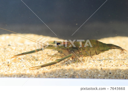 Green tea shrimp Green tea shrimp 7643668