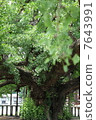 Kyoto Higashi Honganji Great Ginkgo 7643991