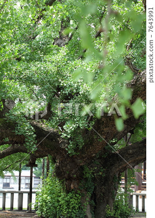 Kyoto Higashi Honganji Great Ginkgo 7643991