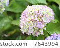 hydrangea   7643994