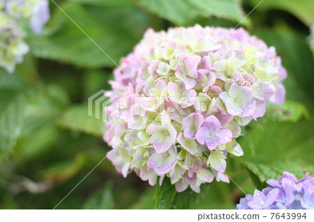 hydrangea   7643994