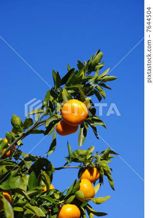 沐浴在秋日的陽光下 沐浴在秋日的陽光下 7644504