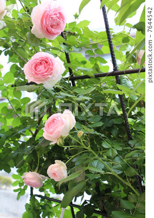 rose rose 7644542