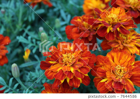 Marigold Marigold 7644586