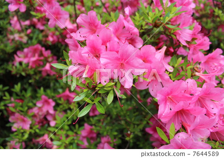 Azalea Azalea 7644589