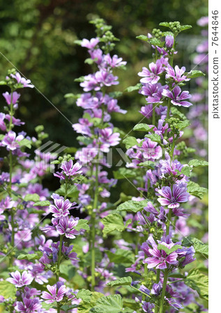 Zeniaoi（錢敖） 7644846