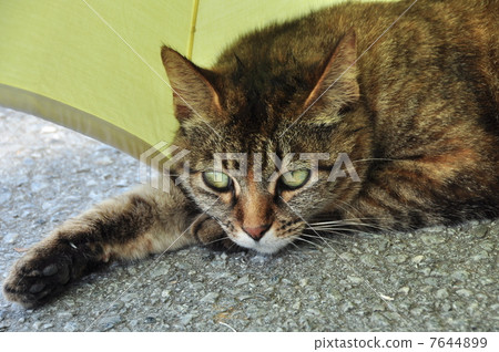 Cat of Nakijin castle ruins 7644899