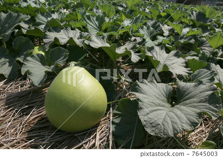 Tochigi ken Ugouo(處理時將是“Kanpyo”) Tochigi ken Ugouo(處理時將是“Kanpyo”) 7645003
